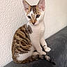alert, animal, cat, curious, cute, ears, feline, fur, gray_surface, indoor, kitten, pet, portrait, sitting, soft_texture, spotted, striped, tail, white_wall, young_cat