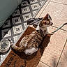 animal, brown, cat, collar, curious, doormat, floor, fur, indoor, leash, patterned_rug, pet, quiet, relaxed, shadow, striped, sunlight, texture, tile_floor, white