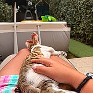 Boubou participe au concours pour gagner de l'argent avec cette photo : backyard, cat, colorful, comfort, fur, garden, greenery, hand, legs, lounge_chair, nails, nature, outdoor, paw, person, relaxing, resting, summer, tabby_cat, towel