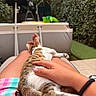 backyard, cat, colorful, comfort, fur, garden, greenery, hand, legs, lounge_chair, nails, nature, outdoor, paw, person, relaxing, resting, summer, tabby_cat, towel