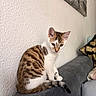 animal, cat, couch, curious, decorative_pillow, domestic_cat, ears, feline, fur, gray_couch, home, indoor, pet, pineapple_pattern, sitting, spotted_cat, tail, texture, white_wall, young_cat