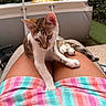 Boubou a rejoint le concours — aidez-le/la à gagner de superbes lots ! animal, backyard, cat, close_up, colorful_towel, curious, domestic_cat, grass, inflatable_pool, kitten, legs, outdoor, person, pet, relaxation, sitting, striped_towel, summer, tabby, white_paws