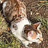 animal, cat, closeup, curious, cute, dirt, domestic, ears, feline, fur, grass, harness, leash, mammal, nature, outdoor, pet, playful, sunlight, whiskers