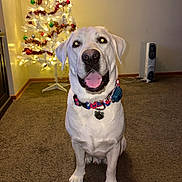 Luther joined the competition — help win amazing prizes! carpet, christmas_tree, collar, decorations, dog, festive, floor, heater, holiday, home, indoor, labrador, lights, ornaments, pet, smiling, tag, tongue_out, wall, white_dog
