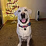 carpet, christmas_tree, collar, decorations, dog, festive, floor, heater, holiday, home, indoor, labrador, lights, ornaments, pet, smiling, tag, tongue_out, wall, white_dog