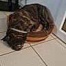 dog, brindle, pet_bed, sleeping, floor, tile_floor, indoor, corner, collar, resting, canine, household, door, wall, electronics, cable, quiet, cozy, compact, relaxed