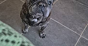 Gibus a rejoint le concours — aidez-le/la à gagner de superbes lots ! dog, french_bulldog, brindle, pet, animal, looking_up, floor, tile, indoor, curious, ears_up, canine, companion, domestic, mammal, short_hair, paw, snout, whiskers, wall