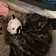 Gibus participe au concours pour gagner de l'argent avec cette photo : dog, brindle, plush_toy, cow_toy, blanket, sleeping, cozy, pet, fur, animal, indoors, resting, cuddling, soft, comfort, cute, companion, relaxation, bedtime, toy