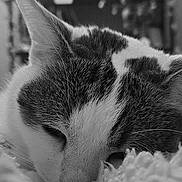 Jazzie a rejoint le concours — aidez-le/la à gagner de superbes lots ! cat, sleeping, close_up, black_and_white, feline, resting, cozy, soft_texture, blanket, indoor, pet, fur, whiskers, peaceful, domestic_animal, quiet, blurred_background, home, relaxation, cute