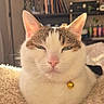 Jazzie a rejoint le concours — aidez-le/la à gagner de superbes lots ! cat, pet, indoor, fluffy_blanket, relaxed, sunlight, collar, golden_bell, feline, closeup, cozy, book_shelf, home_decor, resting, cute, animal, whiskers, ears, fur, domestic