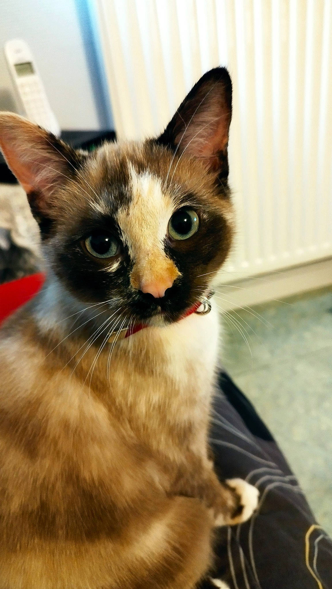 Clochette a rejoint le concours — aidez-le/la à gagner de superbes lots ! balinese, carnivore, cat, domestic_short_haired_cat, fawn, felidae, fur, siamese, small_to_medium_sized_cats, tail, thai, whiskers, window