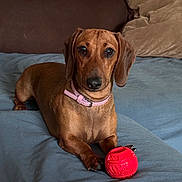 Vaïnée a rejoint le concours — aidez-le/la à gagner de superbes lots ! dachshund, dog, pet, brown_dog, toy, red_ball, collar, pink_collar, bed, blanket, couch, pillows, indoor, cute, animal, looking_at_camera, resting, domestic_animal, fur, small_dog