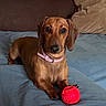 dachshund, dog, pet, brown_dog, toy, red_ball, collar, pink_collar, bed, blanket, couch, pillows, indoor, cute, animal, looking_at_camera, resting, domestic_animal, fur, small_dog