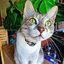 Jaze a rejoint le concours — aidez-le/la à gagner de superbes lots ! cat, green_eyes, whiskers, indoor, plant, curious, close_up, feline, pet, domestic_cat, fur, collar, face, portrait, animal, whisker, background, green_plant, looking_up, domestic_pet
