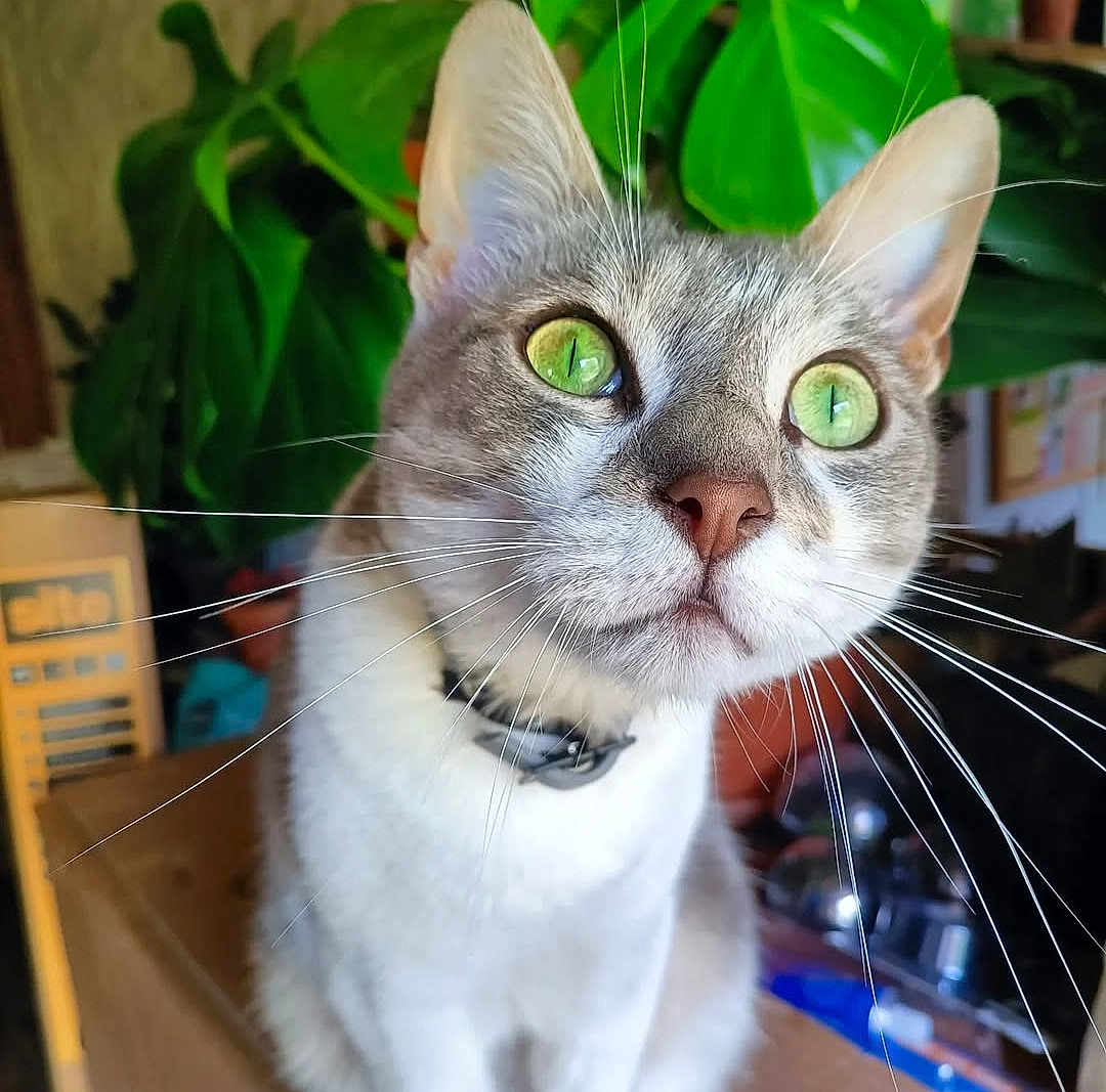 Jaze a rejoint le concours — aidez-le/la à gagner de superbes lots ! cat, green_eyes, whiskers, indoor, plant, curious, close_up, feline, pet, domestic_cat, fur, collar, face, portrait, animal, whisker, background, green_plant, looking_up, domestic_pet