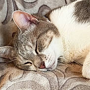 Jaze a rejoint le concours — aidez-le/la à gagner de superbes lots ! cat, sleeping, close_up, fur, whiskers, pet, animal, resting, cozy, blanket, soft, pattern, cute, domestic_cat, relaxation, indoor, peaceful, mammal, feline, nap