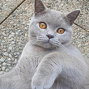 Oziris a rejoint le concours — aidez-le/la à gagner de superbes lots ! asian, british_longhair, british_semi_longhair, british_shorthair, carnivore, cat, chartreux, domestic_short_haired_cat, fawn, felidae, mammal, russian_blue, scottish_fold, small_to_medium_sized_cats, vertebrate, whiskers
