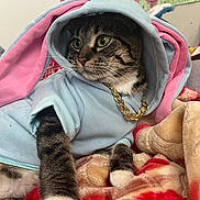 Athena is registered to the contest to win money with this photo: cat, tabby, hoodie, bunny_ears, gold_chain, blanket, paw, indoor, pet, cute, feline, costume, animal, cozy, soft, resting, fur, portrait, looking_away, domestic