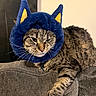 Athena joined the competition — help win amazing prizes! cat, tabby, pet, animal, feline, costume, headwear, blue, yellow, ears, couch, indoor, resting, whiskers, paw, fur, cute, expression, domestic, mammal
