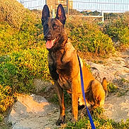 Lascko participe au concours pour gagner de l'argent avec cette photo : dog, belgian_malinois, leash, outdoor, grass, rocks, fence, sunlight, building, nature, pet, animal, sitting, portrait, summer, daylight, happy, canine, ears_up, tongue_out