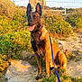 dog, belgian_malinois, leash, outdoor, grass, rocks, fence, sunlight, building, nature, pet, animal, sitting, portrait, summer, daylight, happy, canine, ears_up, tongue_out