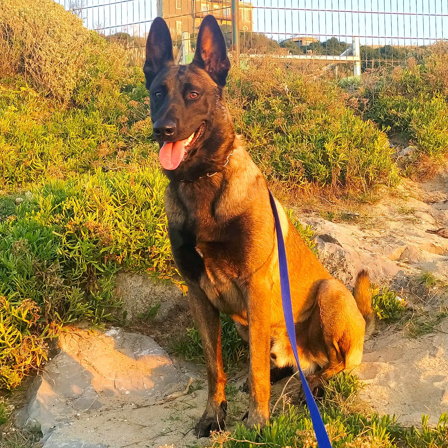 Lascko participe au concours pour gagner de l'argent avec cette photo : animal, belgian_malinois, building, canine, daylight, dog, ears_up, fence, grass, happy, leash, nature, outdoor, pet, portrait, rocks, sitting, summer, sunlight, tongue_out