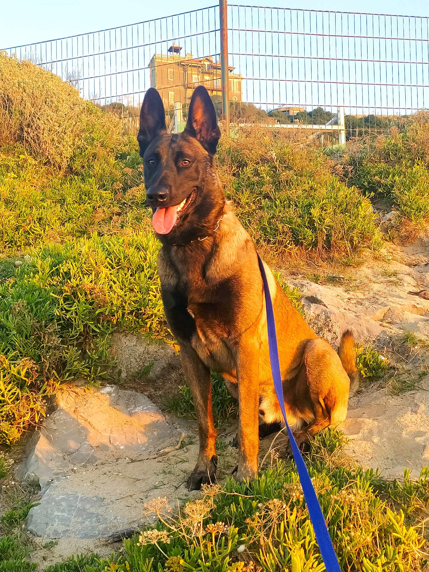 Lascko participe au concours pour gagner de l'argent avec cette photo : dog, belgian_malinois, leash, outdoor, grass, rocks, fence, sunlight, building, nature, pet, animal, sitting, portrait, summer, daylight, happy, canine, ears_up, tongue_out