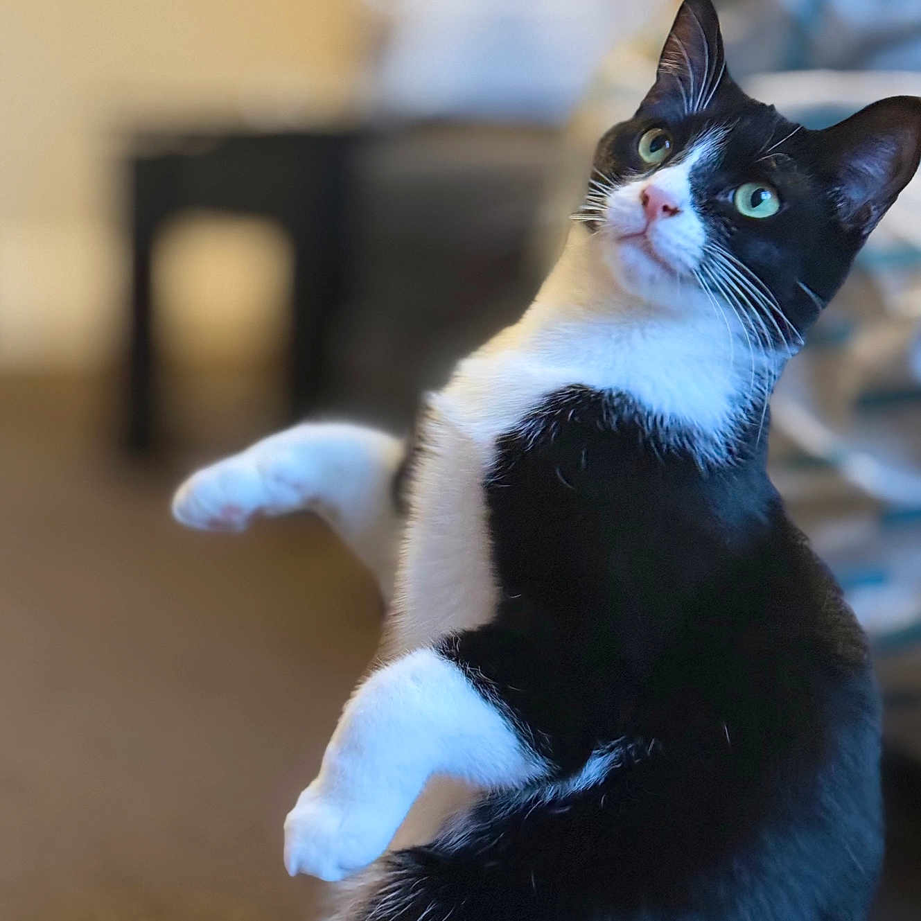 Luna is registered to the contest to win money with this photo: abyssinian, animal, blackcat, cat, hardwood, indoors, kitten, manx, pet, wood