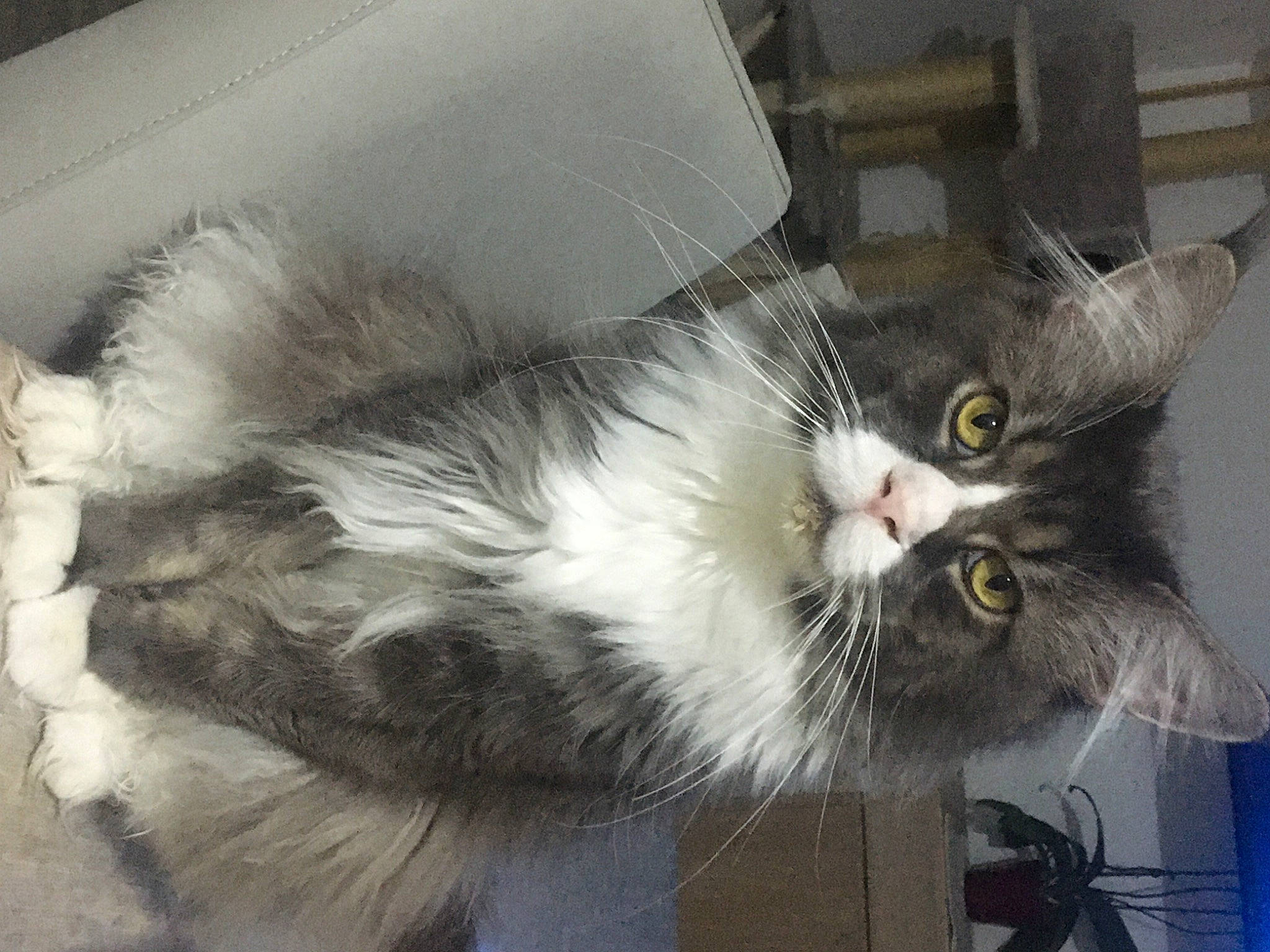 Maho participe au concours pour gagner de l'argent avec cette photo : box, cardboard, carnivore, cat, claw, comfort, domestic_short_haired_cat, felidae, fruit, fur, paw, plant, small_to_medium_sized_cats, snout, tail, whiskers, window