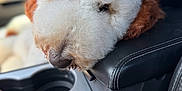 Toodles joined the competition — help win amazing prizes! dog, fluffy, curly_fur, white_dog, brown_ears, car_interior, leather, armrest, resting, sleepy, close_up, pet, animal, cozy, relaxed, seat, window, daylight, companion, cute