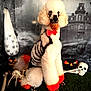 poodle, dog, halloween, costume, painted, orange, bow_tie, skeleton, skull, jack_o_lantern, fake_grass, spooky, haunted_house, decorations, black_and_white, orange_paint, pet, animal, portrait, indoor