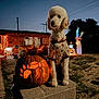 Toodles joined the competition — help win amazing prizes! dog, poodle, pumpkin, carved_pumpkin, halloween, costume, outdoor, night, decorations, lights, yard, concrete_block, grass, brick_house, festive, glowing, pumpkin_print, animal, pet, fall