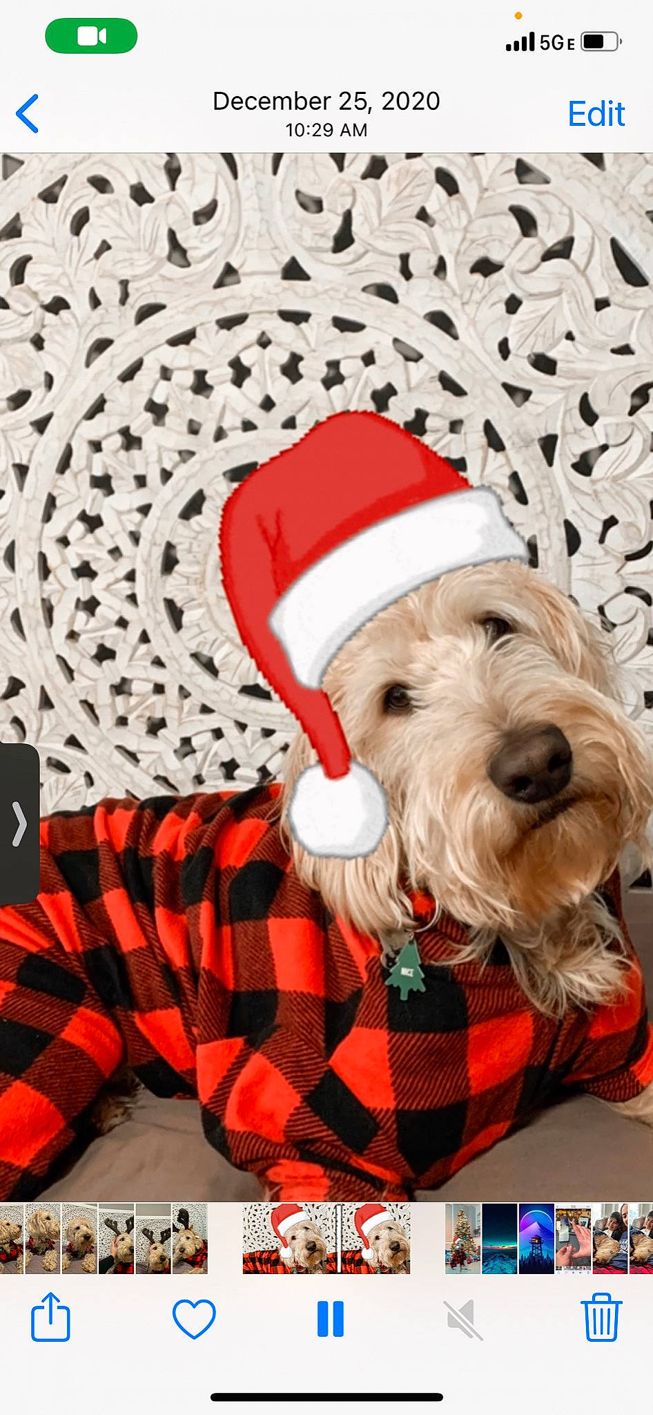 Leo is registered to the contest to win money with this photo: carnivore, christmas, christmas_decoration, christmas_eve, collar, companion_dog, costume_hat, dog, dog_breed, dog_clothes, dog_supply, event, holiday, holiday_ornament, pattern, plaid, santa_claus, sleeve, tartan, working_animal
