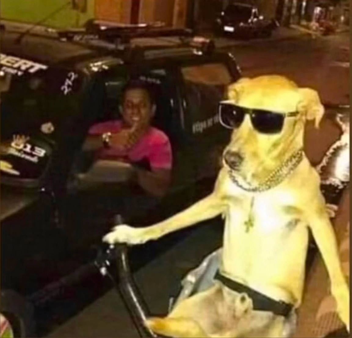 Brownie is registered to the contest to win money with this photo: auto_part, automotive_exterior, canidae, carnivore, companion_dog, dog, dog_breed, dog_supply, eyewear, fun, motor_vehicle, personal_protective_equipment, photo_caption, snout, steering_wheel, thigh, vehicle, vehicle_door, vision_care, working_animal