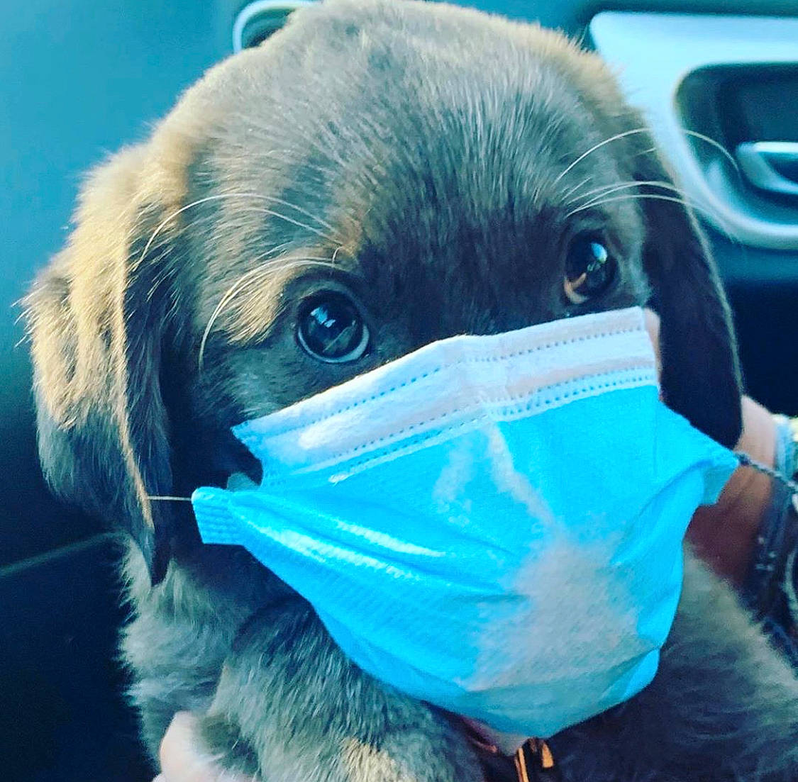 Junie joined the competition — help win amazing prizes! canidae, carnivore, companion_dog, dog, dog_breed, ear, eye, fur, head, nose, organ, photography, pug, puggle, puppy, selfie, snout, sporting_group, toy_dog