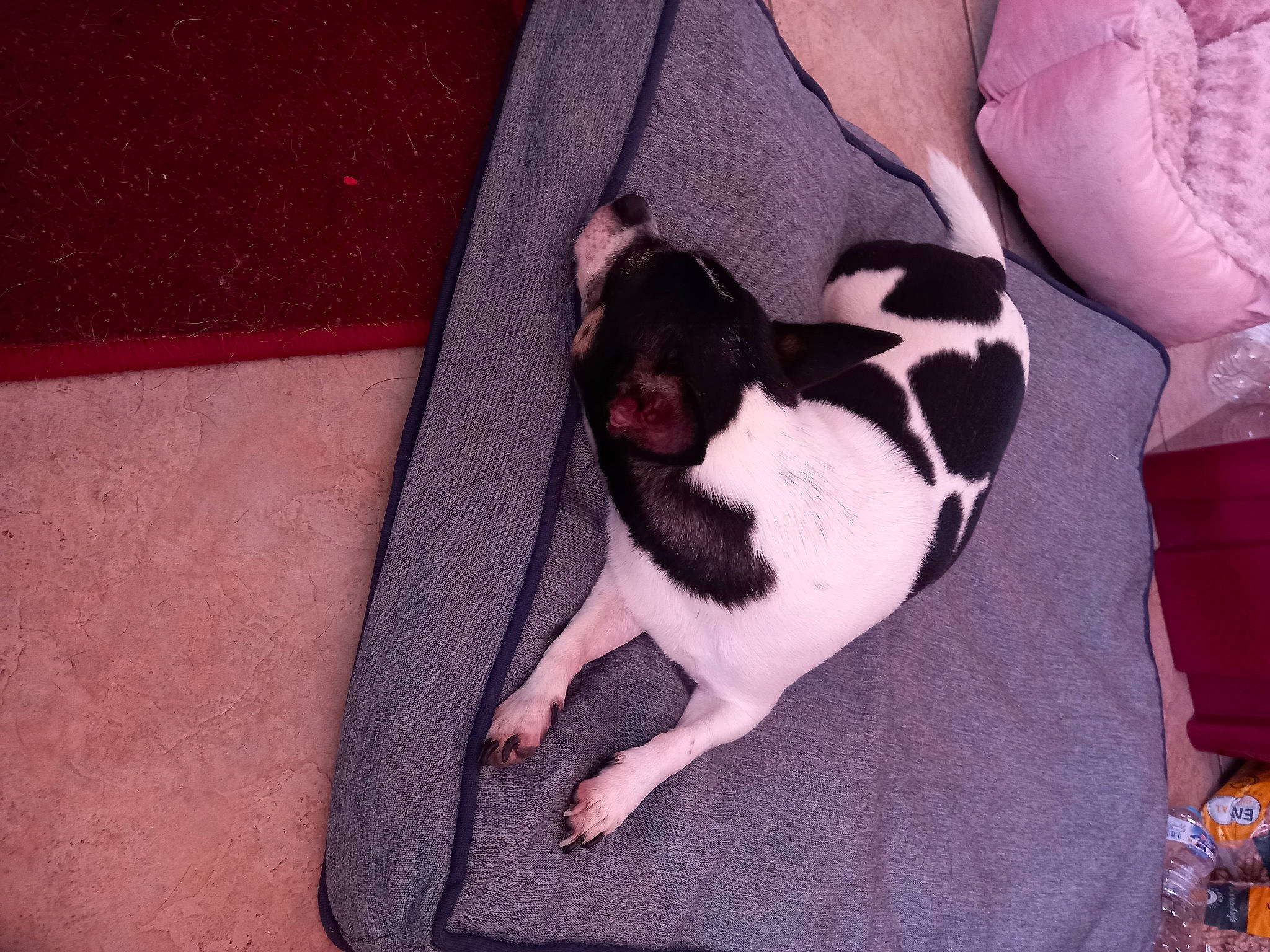 Nicki participe au concours pour gagner de l'argent avec cette photo : boston_terrier, canidae, carmine, carnivore, comfort, companion_dog, dog, dog_breed, fawn, fur, linens, magenta, nail, paw, pink, snout, sporting_group, tail, toy_dog, vertebrate