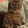 cat, tabby_cat, pet, animal, feline, close_up, fur, whiskers, eyes, relaxed, indoor, blanket, texture, cute, portrait, mammal, domestic_animal, resting, soft, cozy