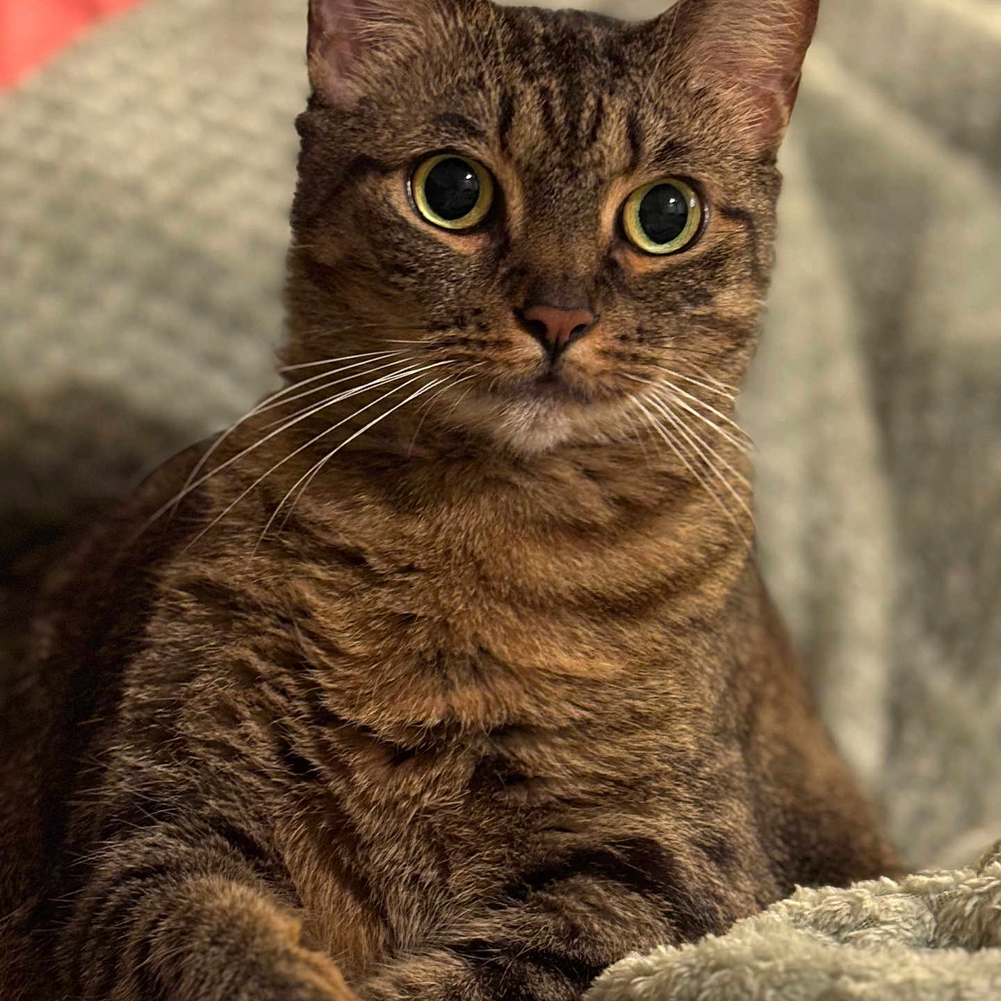 Elizabeth