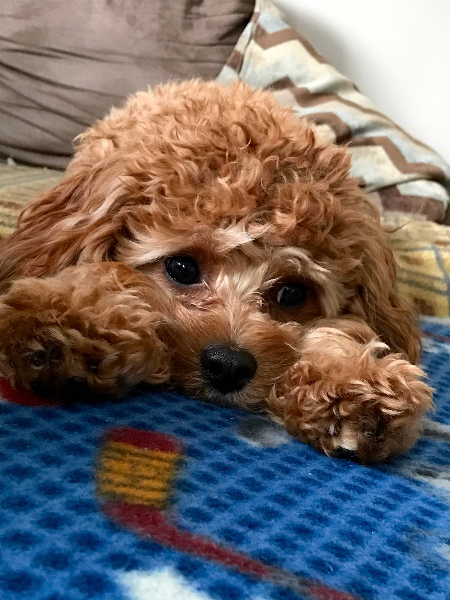 Bauer is registered to the contest to win money with this photo: canidae, carnivore, cavapoo, cockapoo, companion_dog, dog, dog_breed, goldendoodle, labradoodle, maltepoo, mammal, miniature_poodle, poodle, poodle_crossbreed, puppy, schnoodle, snout, spanish_water_dog, toy_poodle, vertebrate