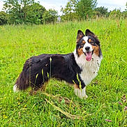 Uno a rejoint le concours — aidez-le/la à gagner de superbes lots ! animal, canine, dog, ears_up, field, fluffy, friendly, grass, grassland, greenery, happy, meadow, nature, outdoor, pet, playful, summer, tongue_out, tricolor, wildflowers