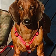 Pheobus a rejoint le concours — aidez-le/la à gagner de superbes lots ! dog, dachshund, pet, outdoor, wooden_deck, red_harness, brown_coat, canine, leash, sunlight, shadow, animal, companion, standing, alert, plaid_pants, denim_jacket, person_partial, closeup, portrait