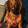 dog, dachshund, pet, outdoor, wooden_deck, red_harness, brown_coat, canine, leash, sunlight, shadow, animal, companion, standing, alert, plaid_pants, denim_jacket, person_partial, closeup, portrait