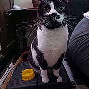 Bubba Jayy joined the competition — help win amazing prizes! cat, black_and_white, pet, animal, indoor, sitting, curious, whiskers, yellow_bowl, case, furniture, table, person_partial, clothing, floor, room, domestic, closeup, portrait, eyes