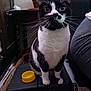 animal, black_and_white, case, cat, closeup, clothing, curious, domestic, eyes, floor, furniture, indoor, person_partial, pet, portrait, room, sitting, table, whiskers, yellow_bowl