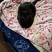 Sebastian joined the competition — help win amazing prizes! black_cat, cat, bed, blanket, rainbow_pattern, heart_pattern, geometric_pattern, cozy, indoor, animal, pet, feline, resting, yellow_eyes, fur, whiskers, tail, soft_texture, colorful, patterned