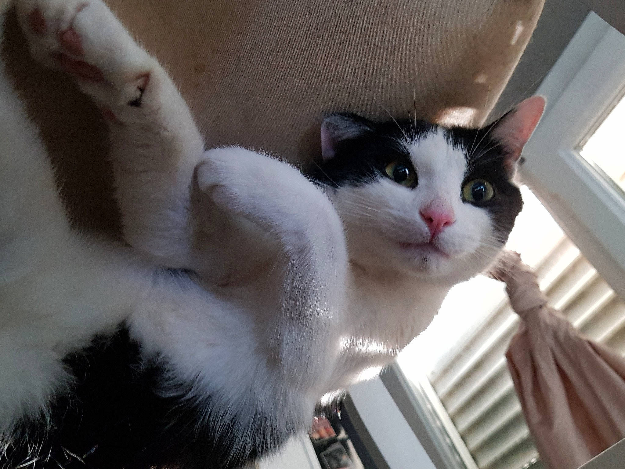 Jumpy participe au concours pour gagner de l'argent avec cette photo : aegean_cat, american_curl, american_wirehair, asian, carnivore, cat, domestic_long_haired_cat, domestic_short_haired_cat, eye, felidae, fur, japanese_bobtail, mammal, paw, polydactyl_cat, small_to_medium_sized_cats, tail, turkish_angora, turkish_van, whiskers