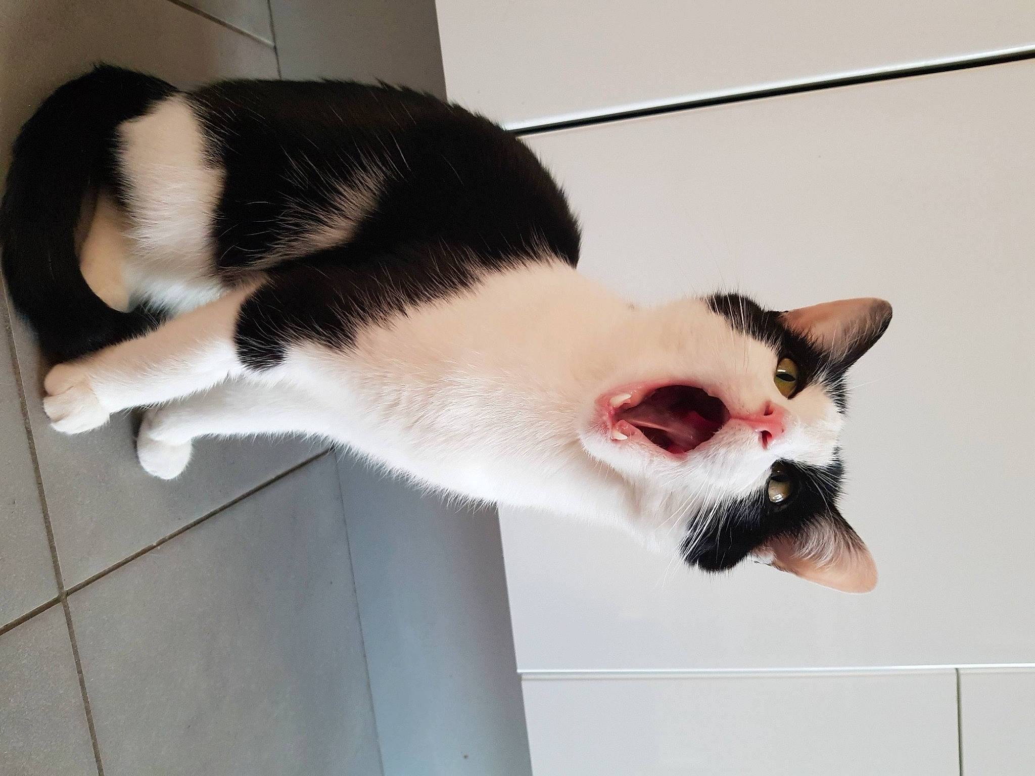 Jumpy participe au concours pour gagner de l'argent avec cette photo : carnivore, cat, domestic_short_haired_cat, ear, facial_expression, fawn, felidae, floor, fur, kitten, nose, paw, polydactyl_cat, skin, small_to_medium_sized_cats, snout, tail, whiskers