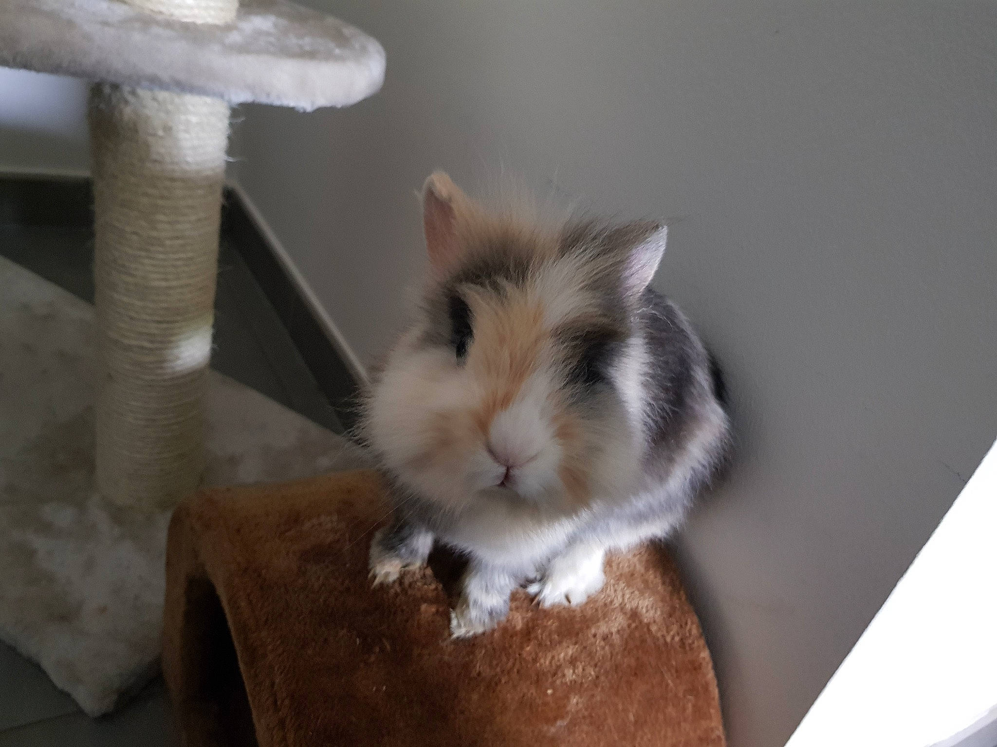 Gribouille participe au concours pour gagner de l'argent avec cette photo : cat, fawn, felidae, mammal, rabbit, rabbits_and_hares, ragdoll, small_to_medium_sized_cats, whiskers