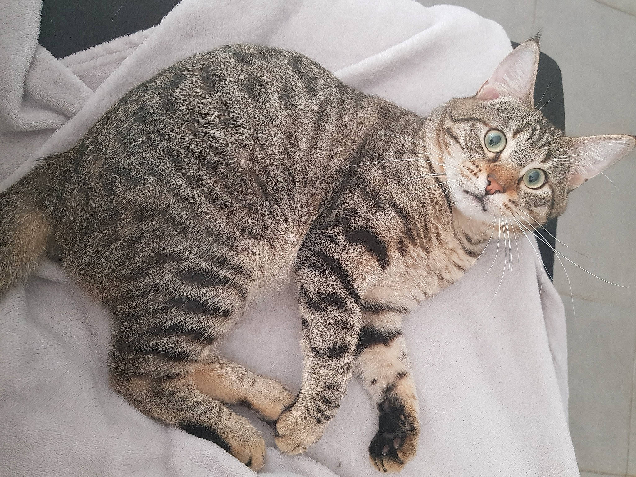 Mushu a rejoint le concours — aidez-le/la à gagner de superbes lots ! american_shorthair, american_wirehair, arabian_mau, asian, australian_mist, california_spangled, carnivore, cat, domestic_short_haired_cat, dragon_li, egyptian_mau, european_shorthair, felidae, mammal, ocicat, pixie_bob, small_to_medium_sized_cats, tabby_cat, vertebrate, whiskers