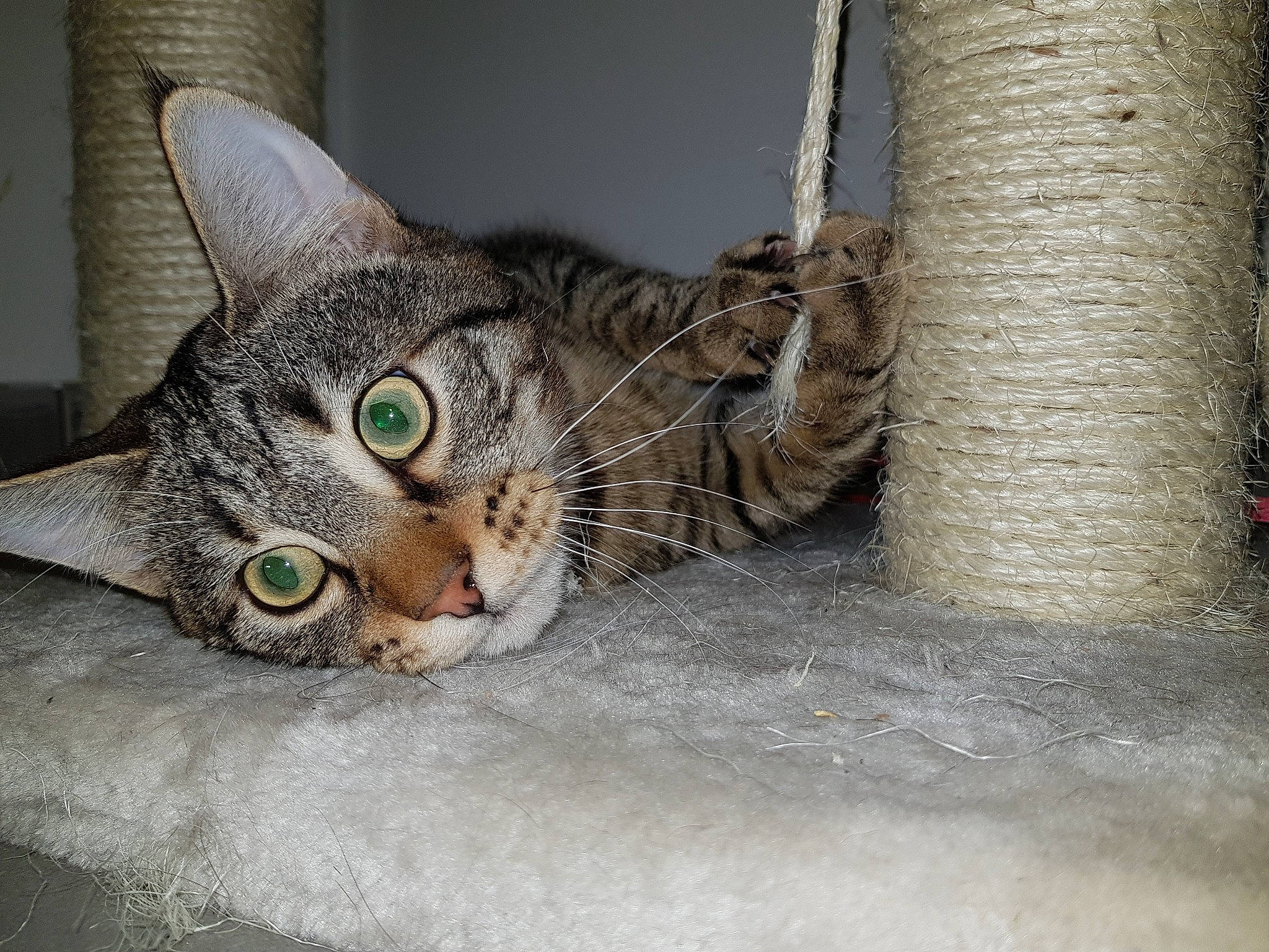 Mushu participe au concours pour gagner de l'argent avec cette photo : aegean_cat, american_wirehair, asian, australian_mist, california_spangled, carnivore, cat, domestic_short_haired_cat, dragon_li, european_shorthair, eye, felidae, mammal, ocicat, pixie_bob, small_to_medium_sized_cats, snout, tabby_cat, tree, whiskers